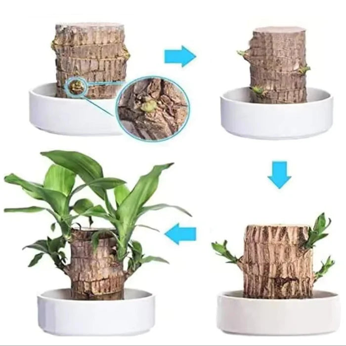 2 Plantas Madeira Brasileira Sorte + 2 Monges de Brinde